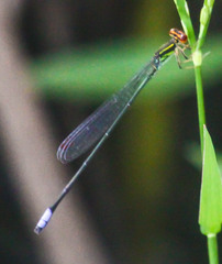 Pseudagrion hageni