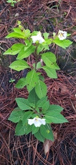 Lycianthes rzedowskii