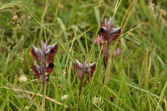 Serapias cordigera