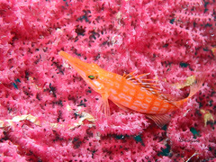 Oxycirrhites typus