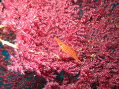Oxycirrhites typus