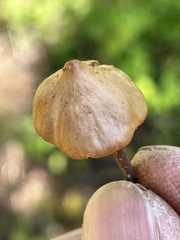 Macrocystidia