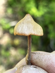 Macrocystidia