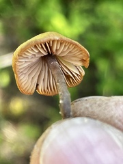 Macrocystidia