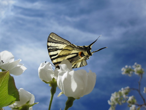 Scarce Swallowtail, Prilep, Pelagonia, MK, photo 7 of 10