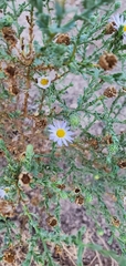 Dieteria asteroides