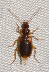 Cymindis limbata
