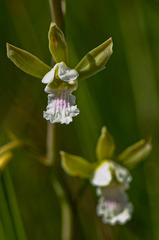 Eulophia tanganyikensis image