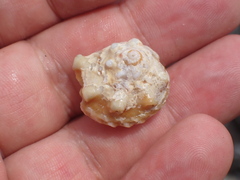 Lithopoma caelatum
