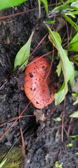 Russula