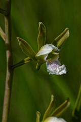 Eulophia tanganyikensis image