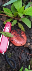 Russula