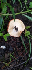 Russula