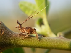 Auchenorrhyncha