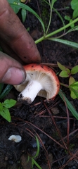 Russula