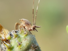 Auchenorrhyncha