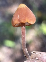 Macrocystidia
