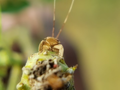 Auchenorrhyncha