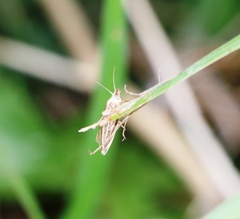 Chrysocrambus linetella