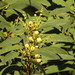 Acacia falciformis - Photo (c) coenobita, algunos derechos reservados (CC BY), uploaded by coenobita