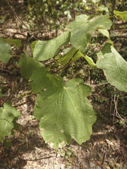 Acer opalus