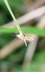 Chrysocrambus linetella