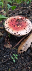 Russula