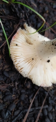 Russula