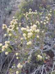 Phylica cephalantha
