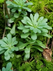 Sedum glaucophyllum