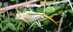 Psorodonotus macedonicus