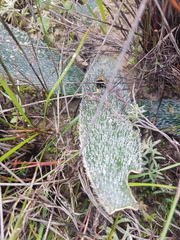 Haemanthus pubescens