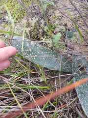 Haemanthus pubescens