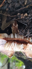 Amanita