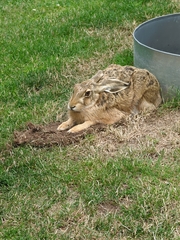 Lepus europaeus