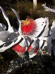 Eucalyptus macrocarpa