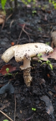 Amanita