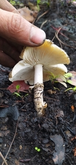 Amanita