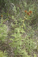 Pentanema salicinum