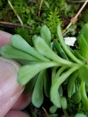 Sedum glaucophyllum