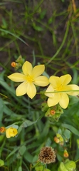 Angiospermae