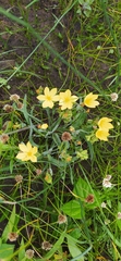 Angiospermae