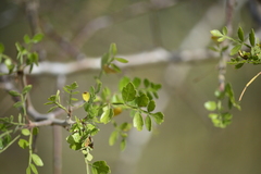 Bursera laxiflora