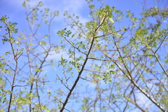 Bursera laxiflora