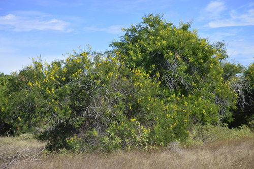 Cubata (Acacia cochliacantha)