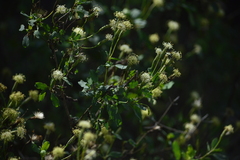 Porophyllum punctatum