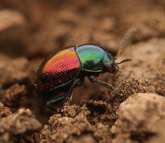 Spintherophyta violaceipennis