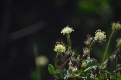 Porophyllum punctatum