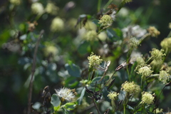 Porophyllum punctatum