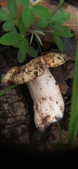 Fungi